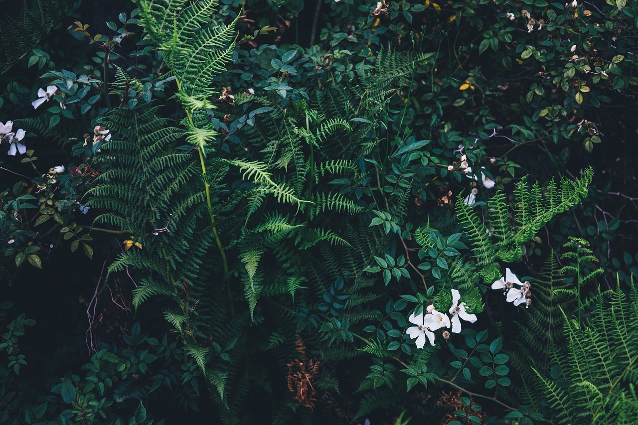 Green Travel Tips for Discovering Australia’s Cairns